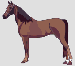 Kůň zvedající nohu